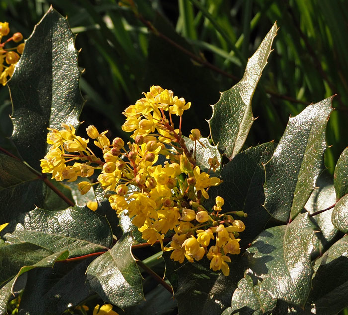 Gewöhnliche Mahonie, Mahonia aquifolium